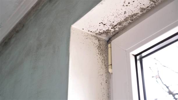 Best Professional Mold Removal  in Bedminster, NJ