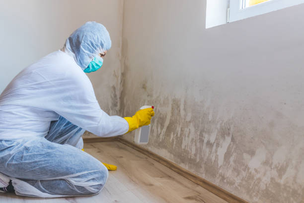 Best Mold Damage Repair  in Bedminster, NJ