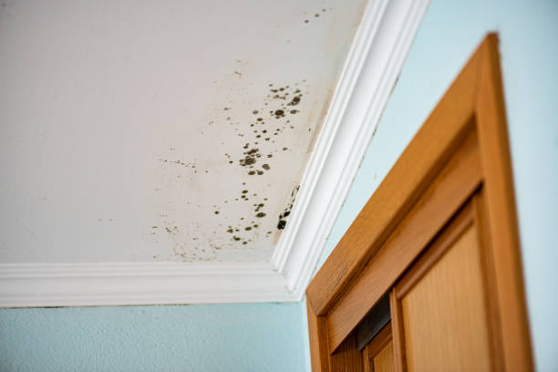 Best Professional Mold Removal  in Bedminster, NJ