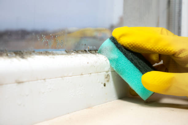 Best Residential Mold Removal  in Bedminster, NJ
