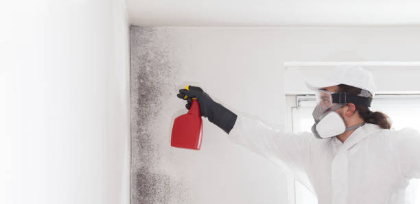 Professional Mold Removal in Bedminster, NJ