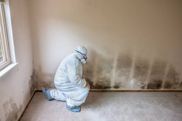 Best Mold Remediation Services  in Bedminster, NJ