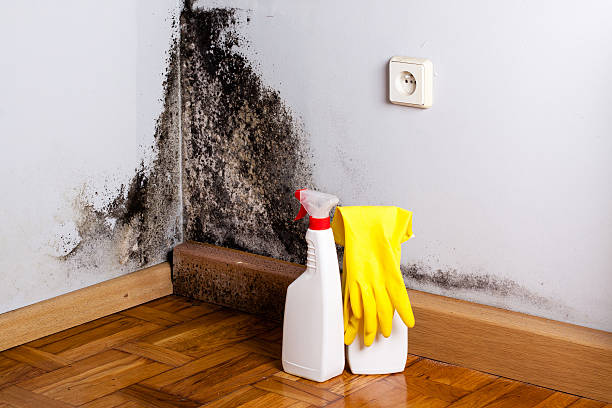Best Mold Testing  in Bedminster, NJ